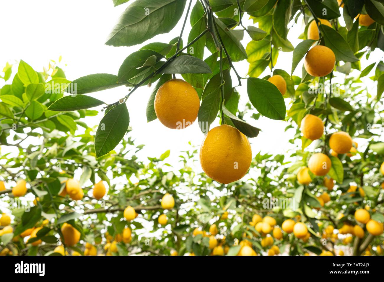 Bellissimo screensaver sullo sfondo, un sacco di limoni gialli maturi sugli alberi. Foto Stock