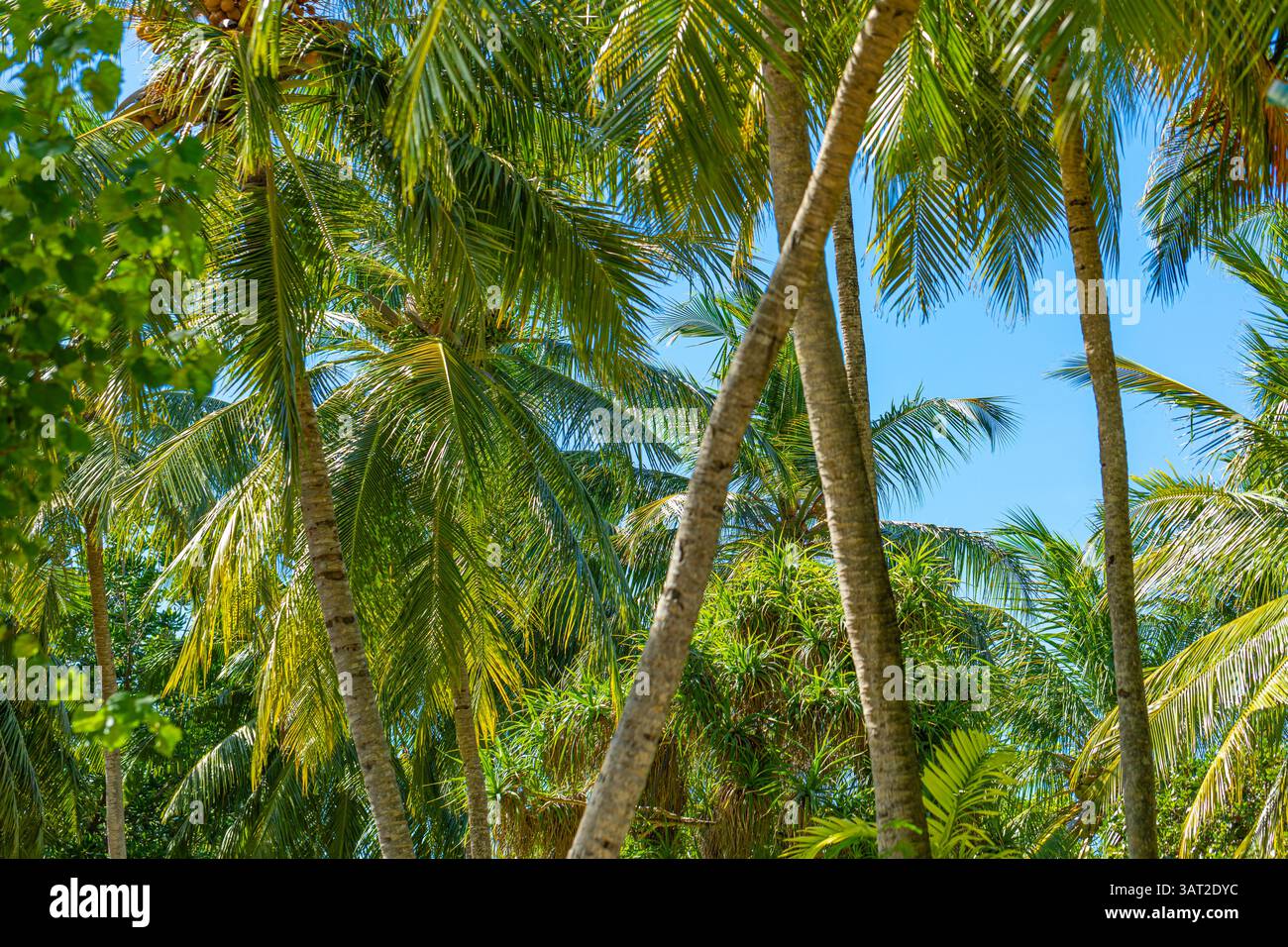 Foglie astratte di palma con un rigoglioso sfondo verde, scenario naturale tropicale, vegetazione vivace, piante esotiche, bellezza naturale, foresta esotica e serena Foto Stock