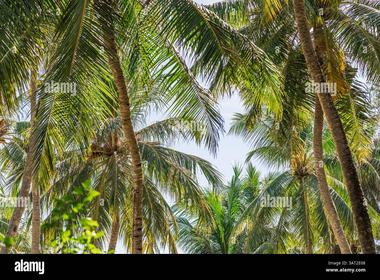 Foglie astratte di palma con un rigoglioso sfondo verde, scenario naturale tropicale, vegetazione vivace, piante esotiche, bellezza naturale, foresta esotica e serena Foto Stock