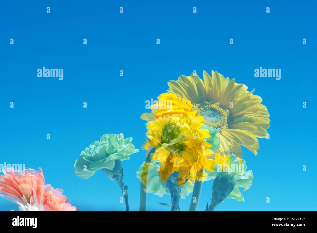 doppia esposizione fiori primaverili cielo blu Foto Stock