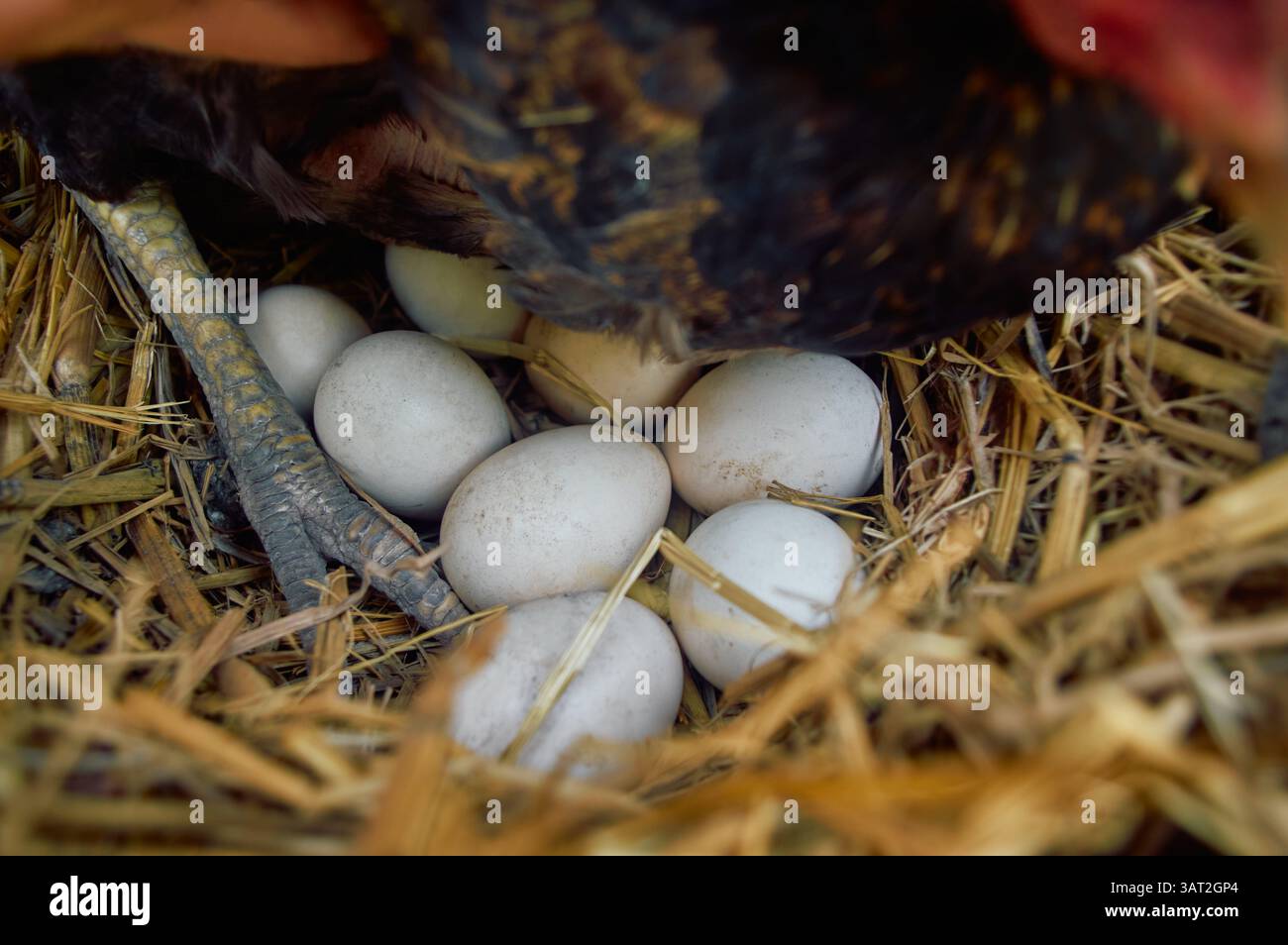 Nido pieno di uova sotto una gallina vigile Foto Stock