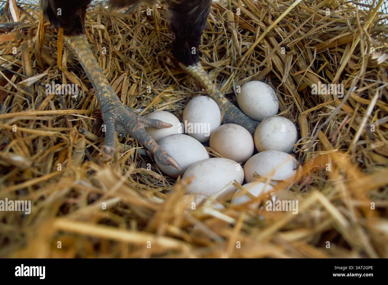 Nido d'uovo biologico scoperto da Standing Hen Foto Stock
