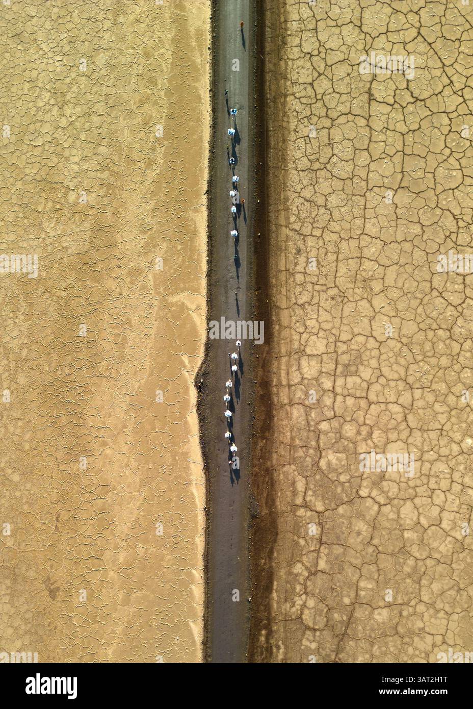 cammelli nel deserto dell'africa che trasportano sale Foto Stock