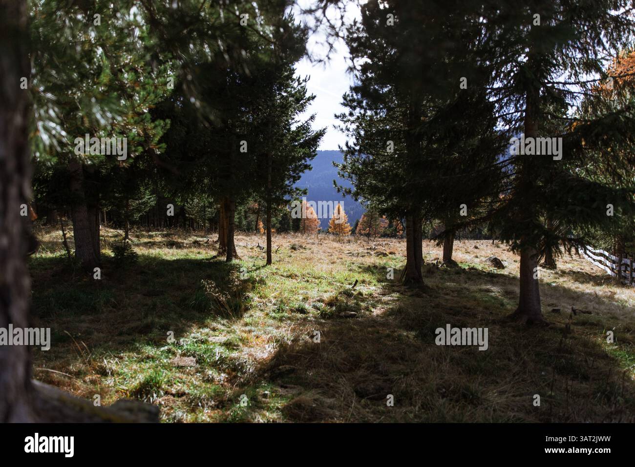Radura al sole incorniciata da pini nella foresta dell'alto Adige Foto Stock
