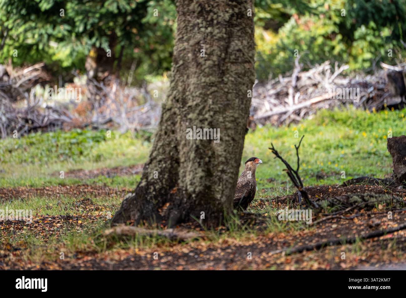 Carancho nella riserva nazionale, Cile Foto Stock