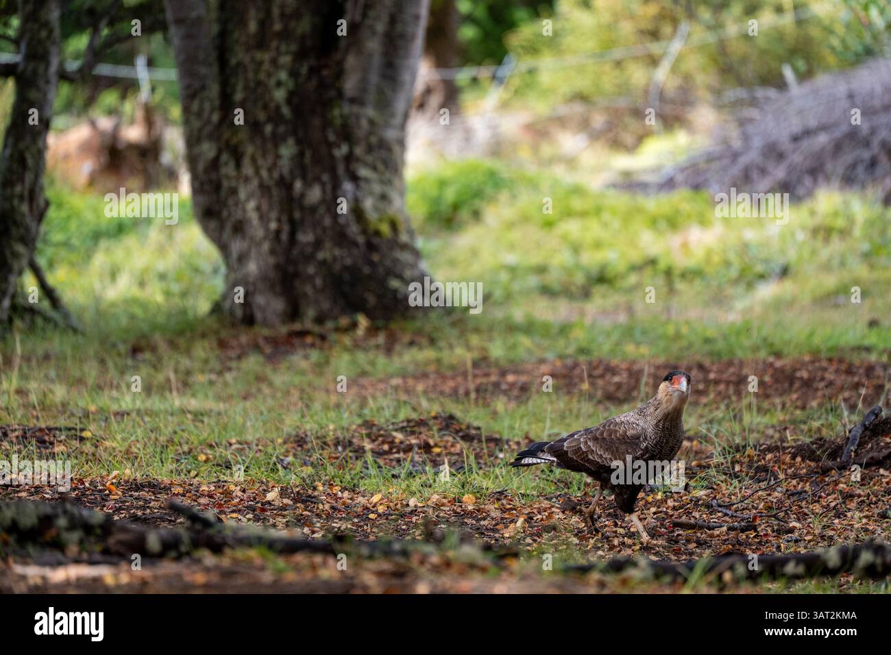 Carancho nella riserva nazionale, Cile Foto Stock