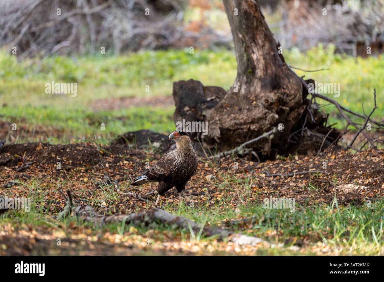Carancho nella riserva nazionale, Cile Foto Stock