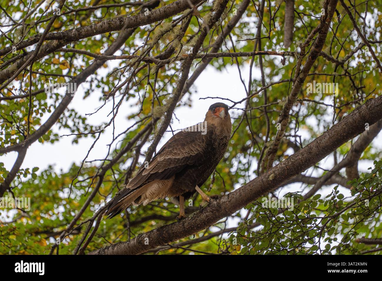 Carancho nella riserva nazionale, Cile Foto Stock