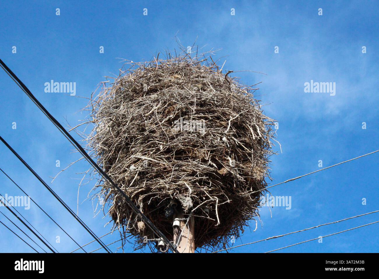 nido di cicogna sul nido Foto Stock