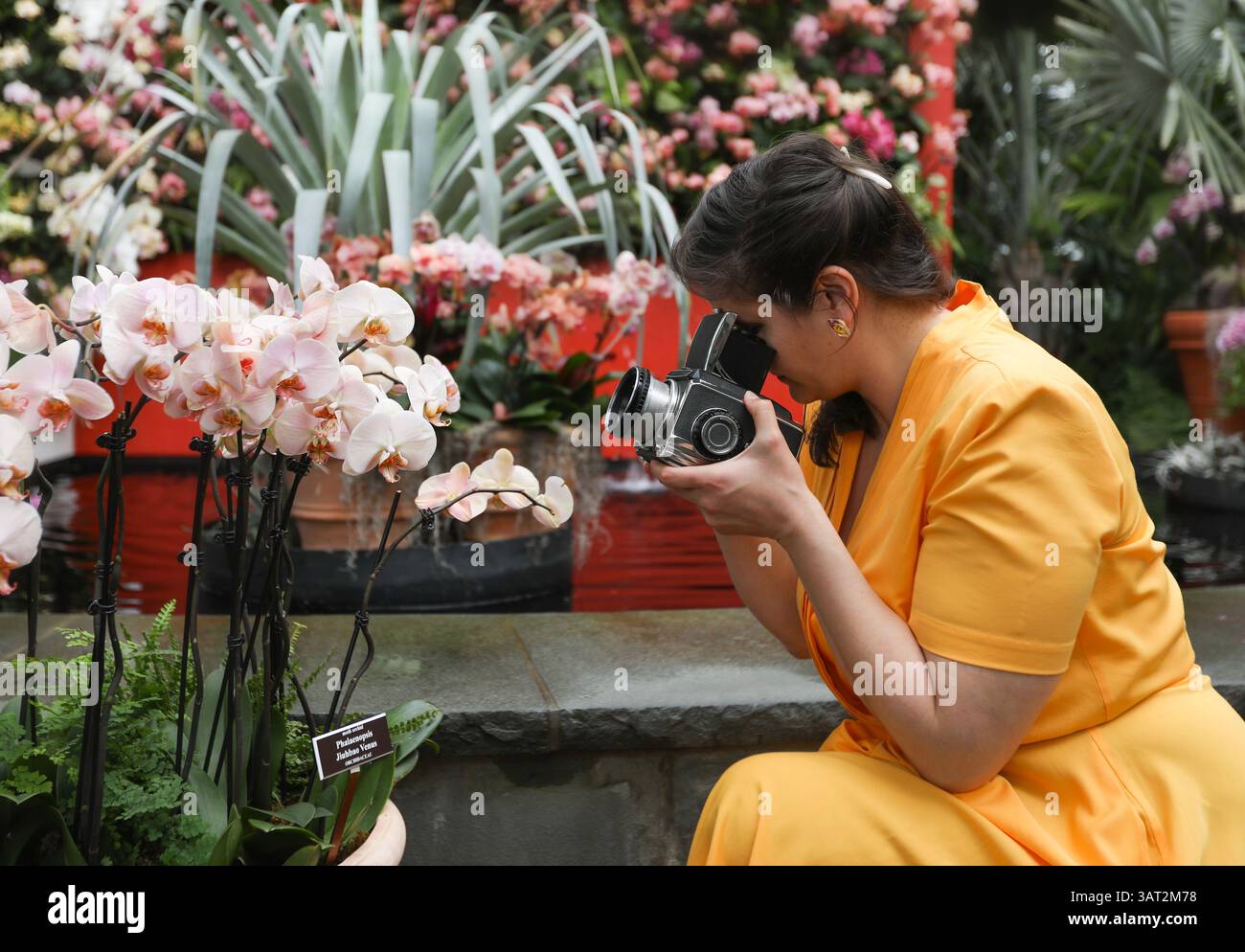 Plus size Woman che scatta una foto su Bronica Film camera of Orchids del 120 Foto Stock
