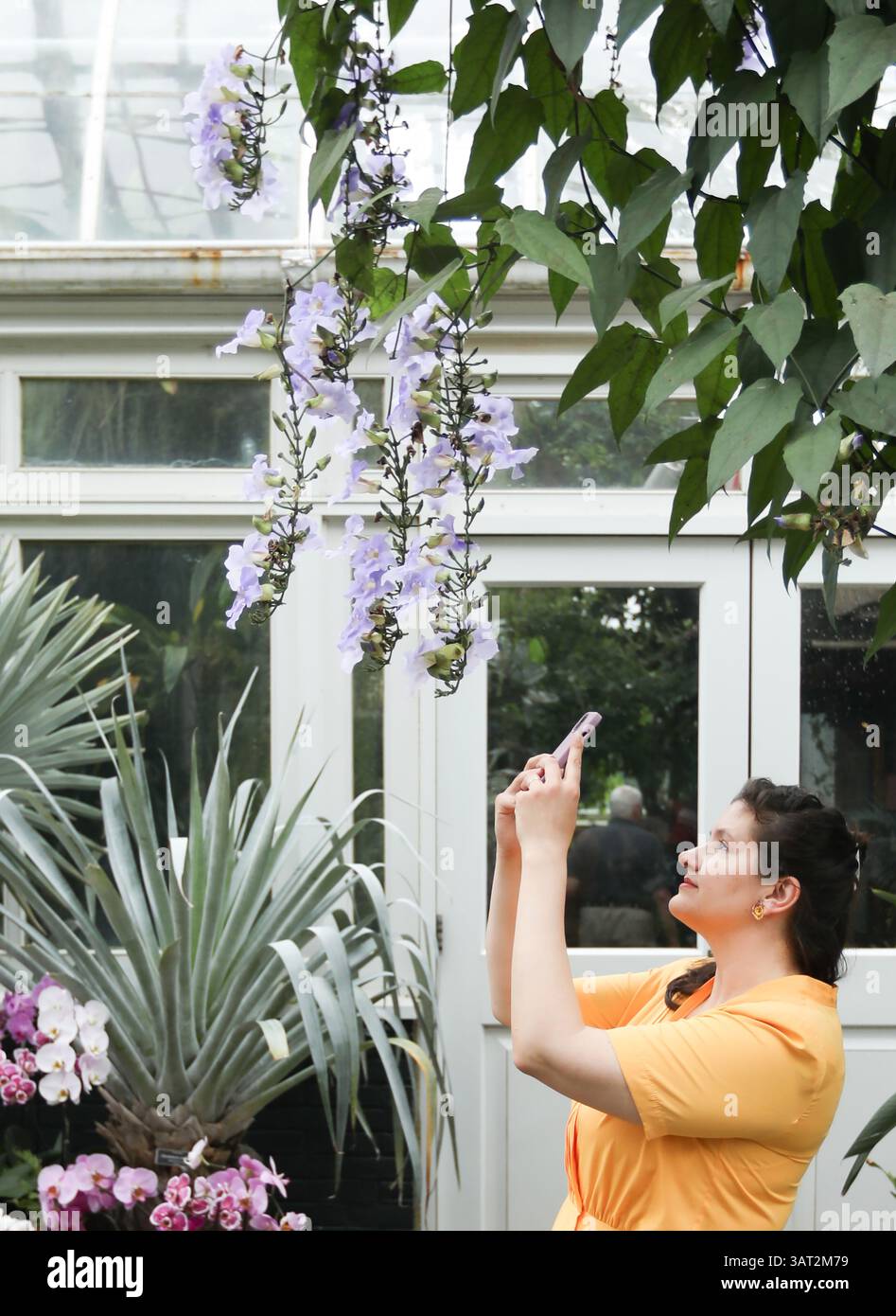 Plus size Woman che scatta foto in serra Foto Stock
