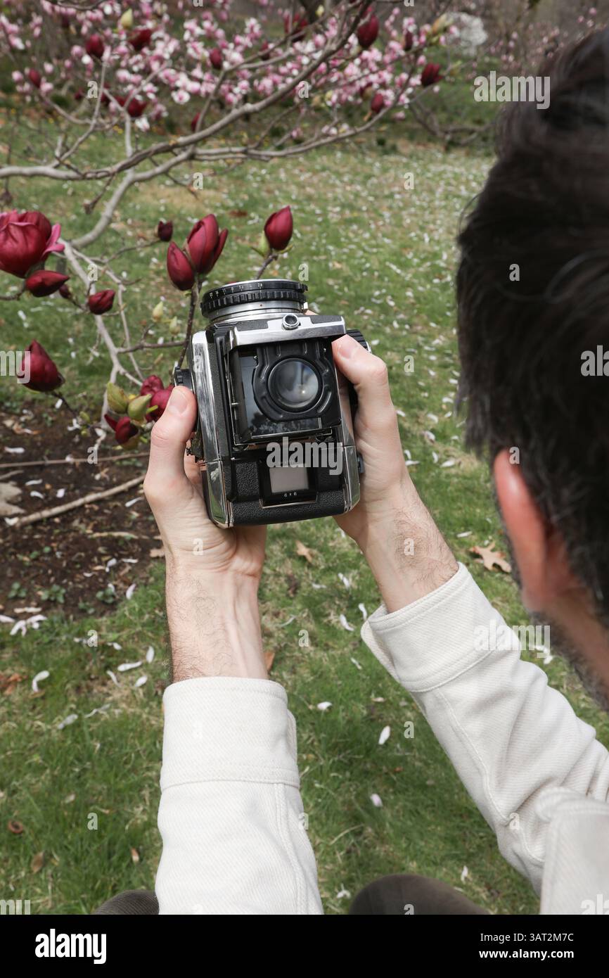 Uomo che scatta foto su 120 Film camera of Blooming Magnolia Bush Foto Stock