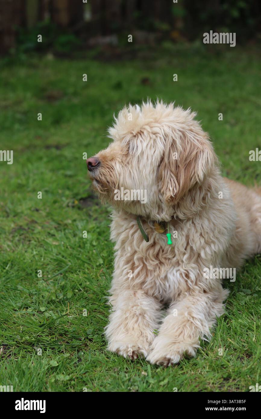 Simpatico cucciolo di Labradoodle seduto sull'erba in giardino Foto Stock