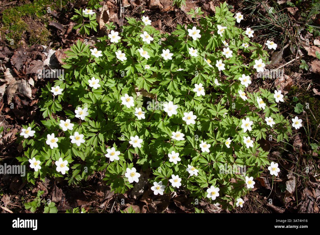 Una Glade di fiori di foresta bianca tra foglie cadute in primavera. Anemonoides nemorosa. I molti fiori selvatici bianchi nella foresta primaverile Blossom beauty, natur Foto Stock