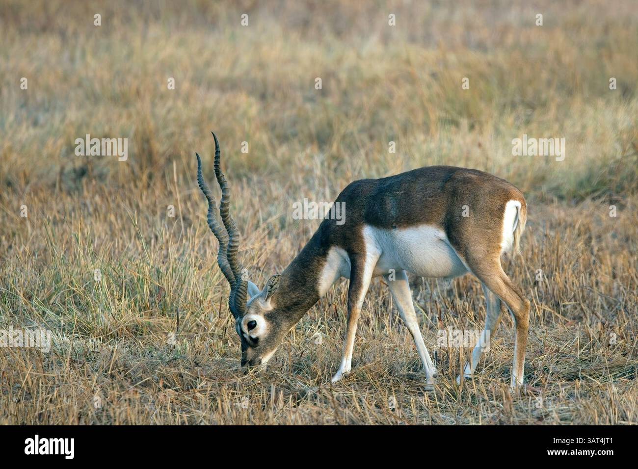 Blackbuck o antilope indiana (antilope cervicapra), maschio, cervo, che si nutrono sulla prateria secca del Parco nazionale di Blackbuck, Velavavdar, Gujarat, Foto Stock