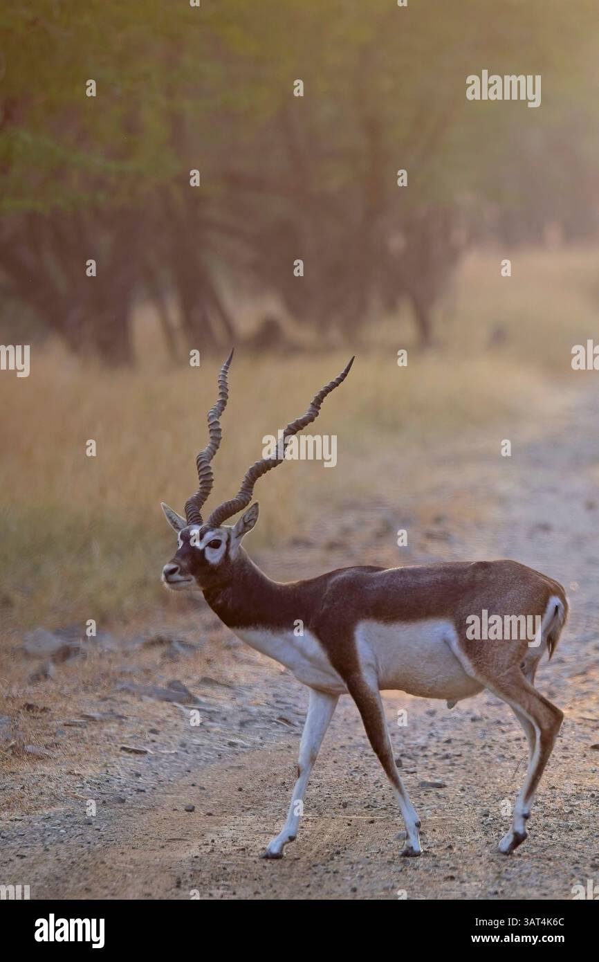 Blackbuck o Indian Antelope, (Antilope cervicapra), maschio, cervo, che attraversa la pista alla luce del mattino presto, Blackbuck National Park, Velavdar, Gujar Foto Stock