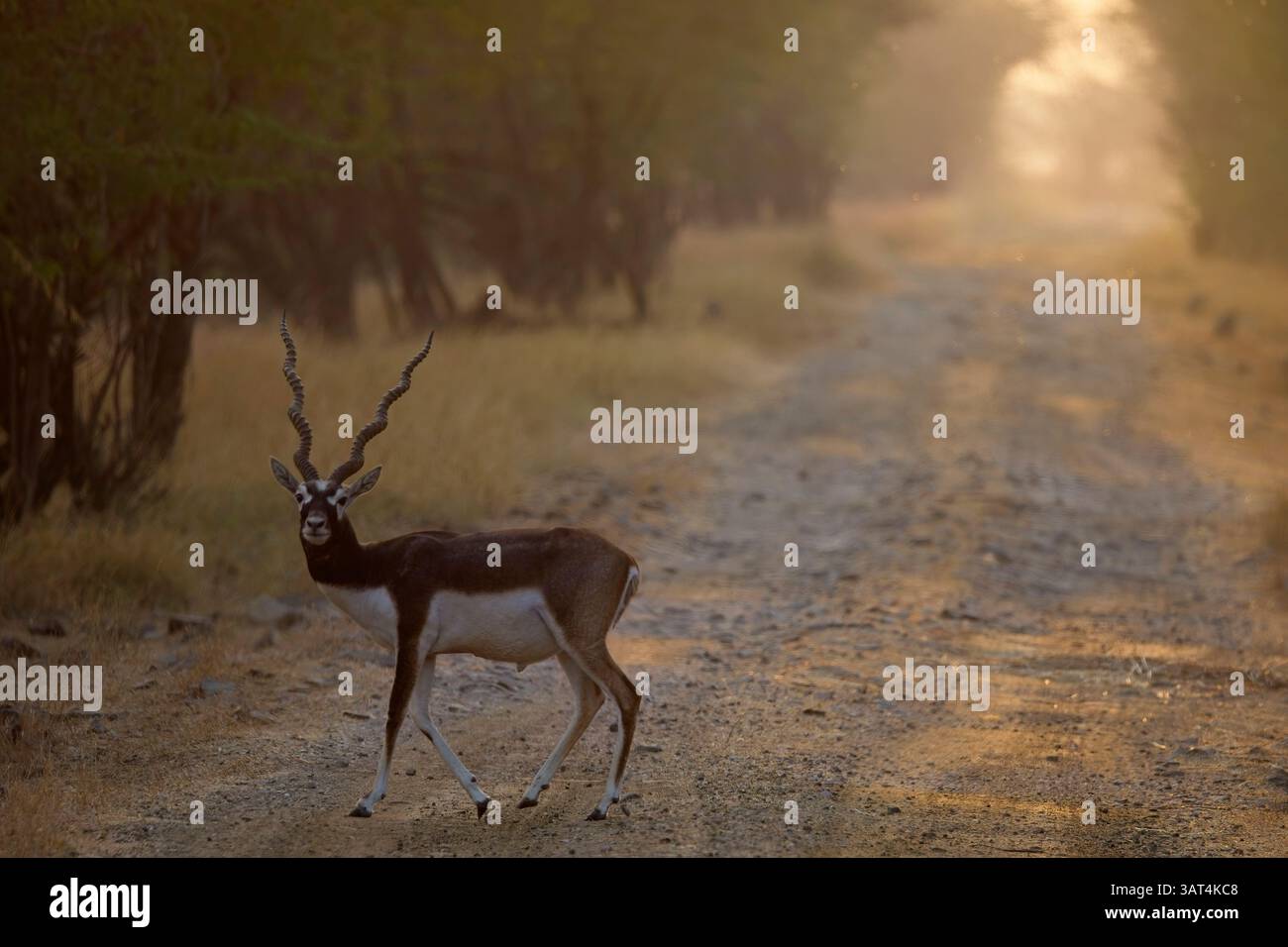 Blackbuck o antilope indiana, (Antilope cervicapra), maschio, cervo, che attraversa la pista alla luce del mattino presto, Blackbuck National Park, Velavdar, Gujar Foto Stock
