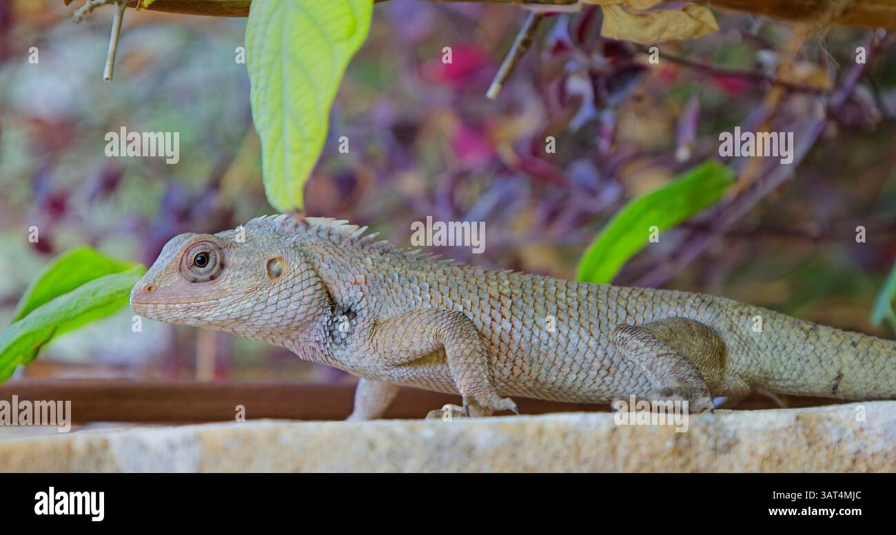 Lizard orientale o indiana (Calotes versicolor) su un muro, molto vicino, Parco Nazionale di Blackbuck a Velavadar, Gujarat, India. Foto Stock