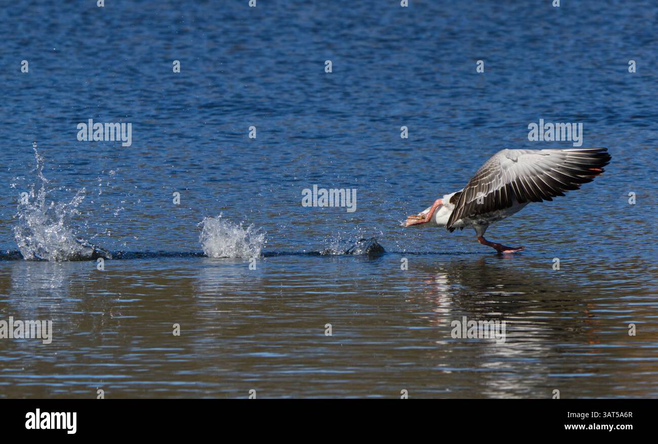 Canada Goose decolla sull'acqua. Foto Stock