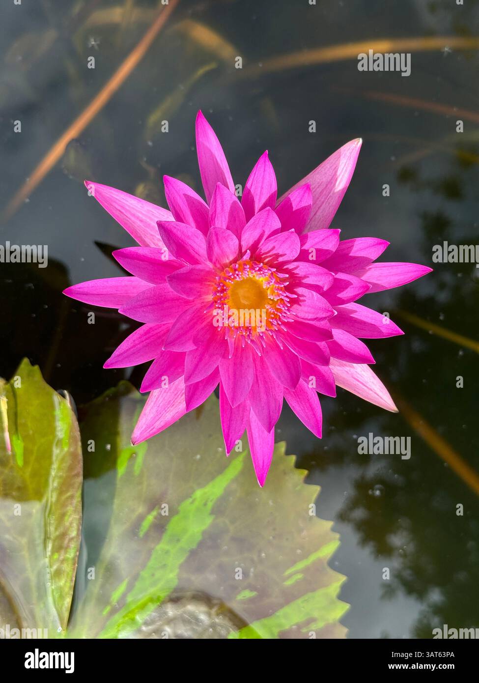 La luccicante giglio d'acqua rosa galleggia serenamente, mostrando i suoi dettagli intricati. - Immagine stock catturata con smartphone