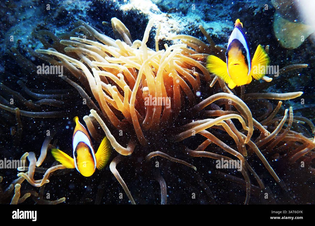 Due pesci pagliaccio che nuotano tra i vivaci anemoni marini in un ambiente oceanico limpido, che mostra la colorata vita marina e la bellezza sottomarina. Foto Stock
