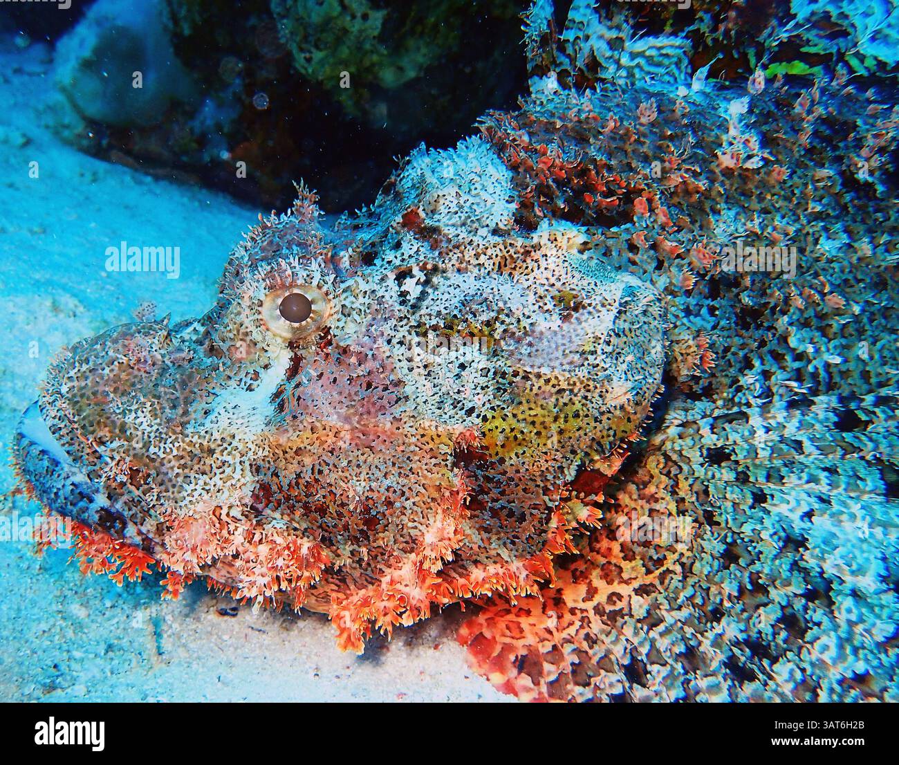 Un primo piano di un pesce scorpione che riposa sul fondo dell'oceano, mostrando i suoi motivi intricati e i colori vivaci. Il pesce è mimetizzato tra i cora Foto Stock