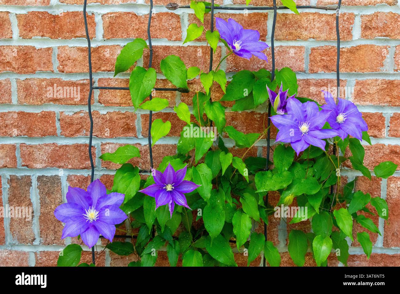 Olympia Clematis, fiore viola, contro un muro di mattoni rossi Foto Stock