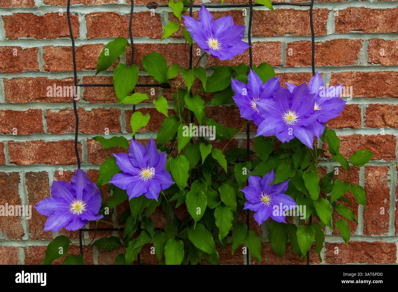Olympia Clematis, fiore viola, contro un muro di mattoni rossi Foto Stock