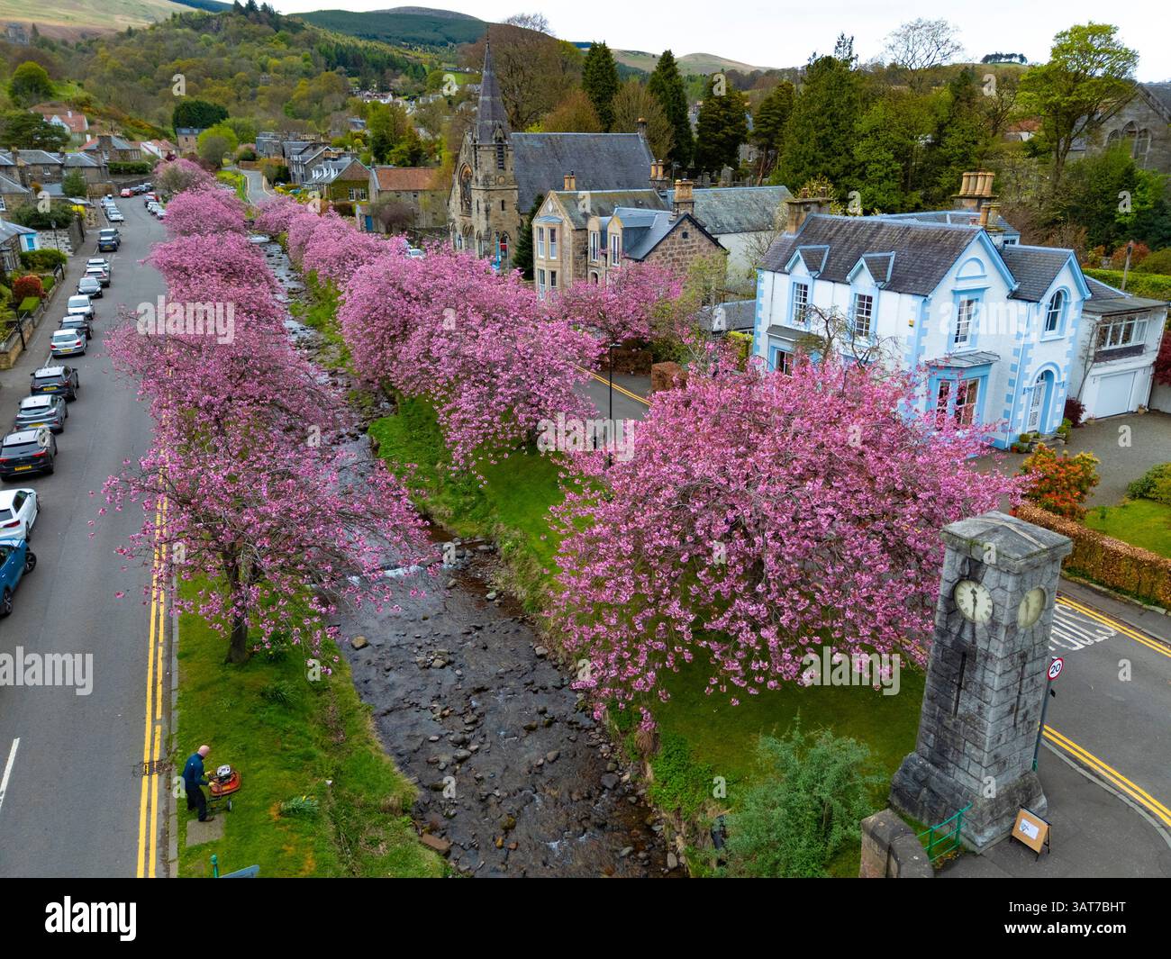 Fioritura dei ciliegi a Burnside in Dollar, Clackmannanshire, Scozia, Regno Unito Foto Stock