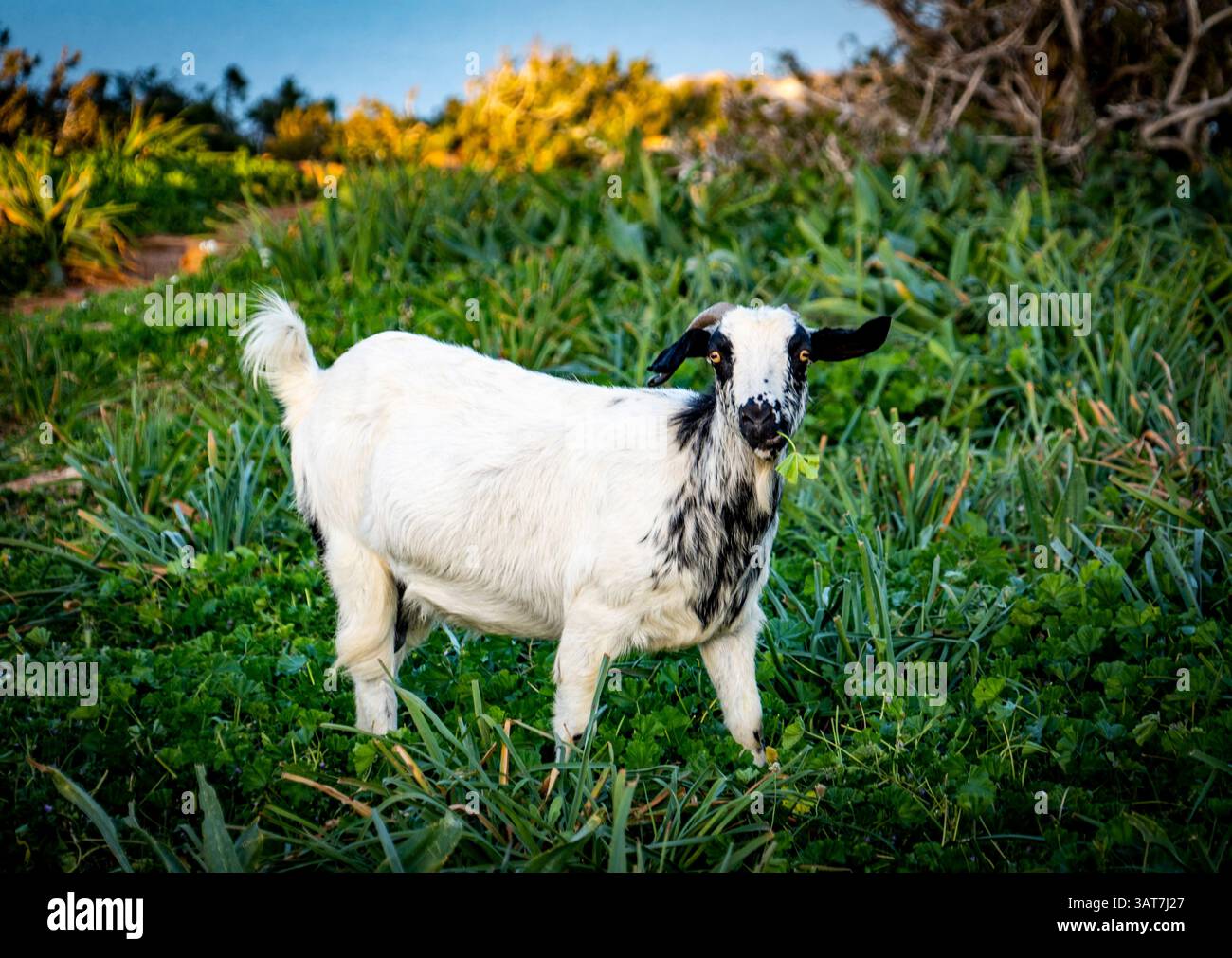 Una capra bianca e nera in un lussureggiante campo verde con piante e alberi sullo sfondo. Foto Stock