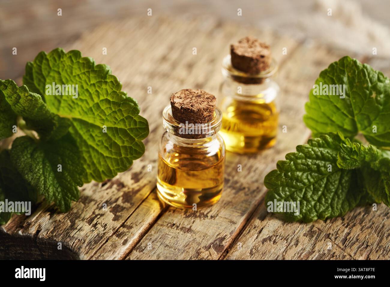 Due bottiglie di olio essenziale di melissa con ramoscelli freschi Foto Stock