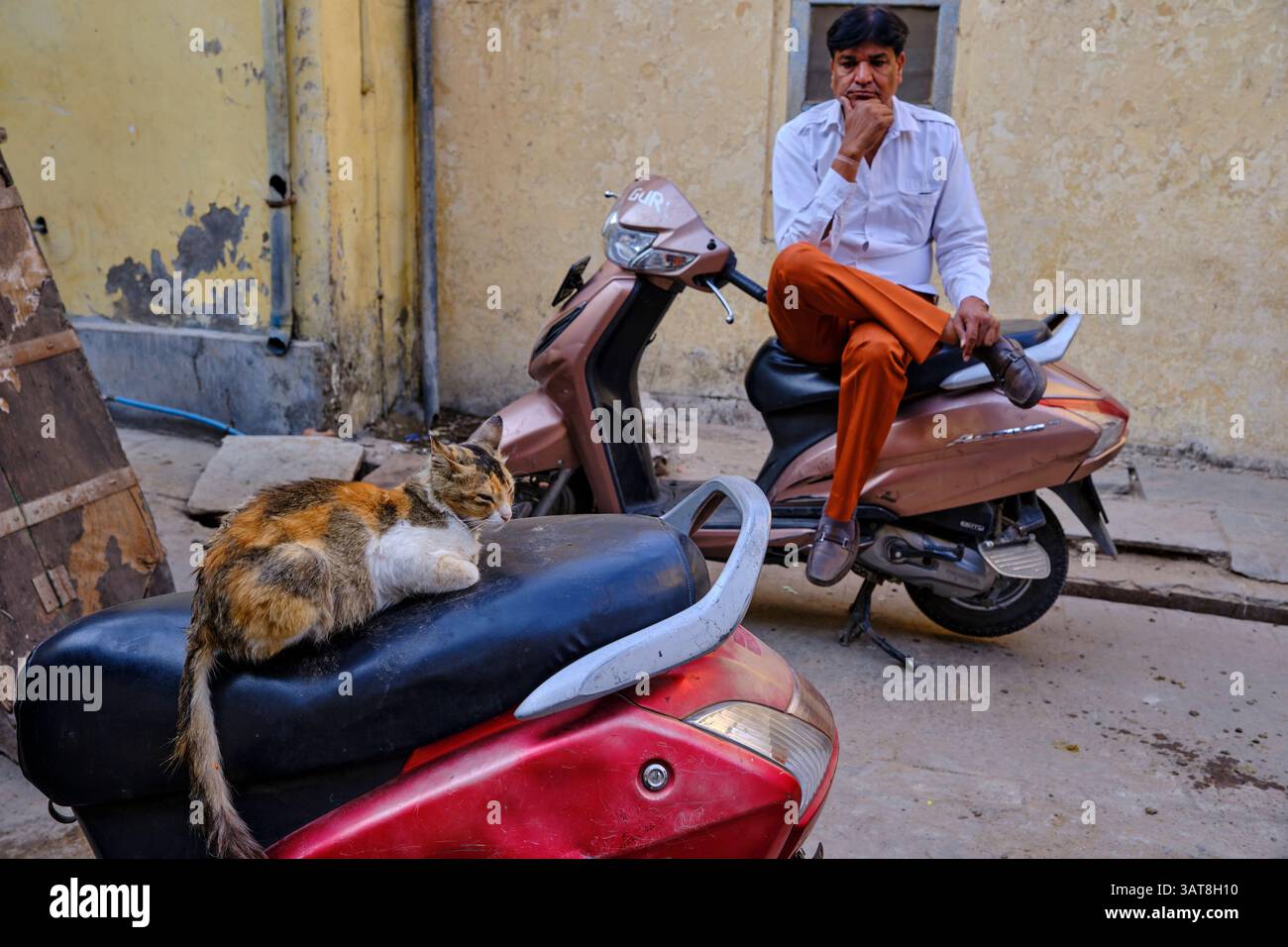 India, Rajasthan, Jaipur, patrimonio dell'umanità dell'UNESCO, bazar, uomo e gatto Foto Stock
