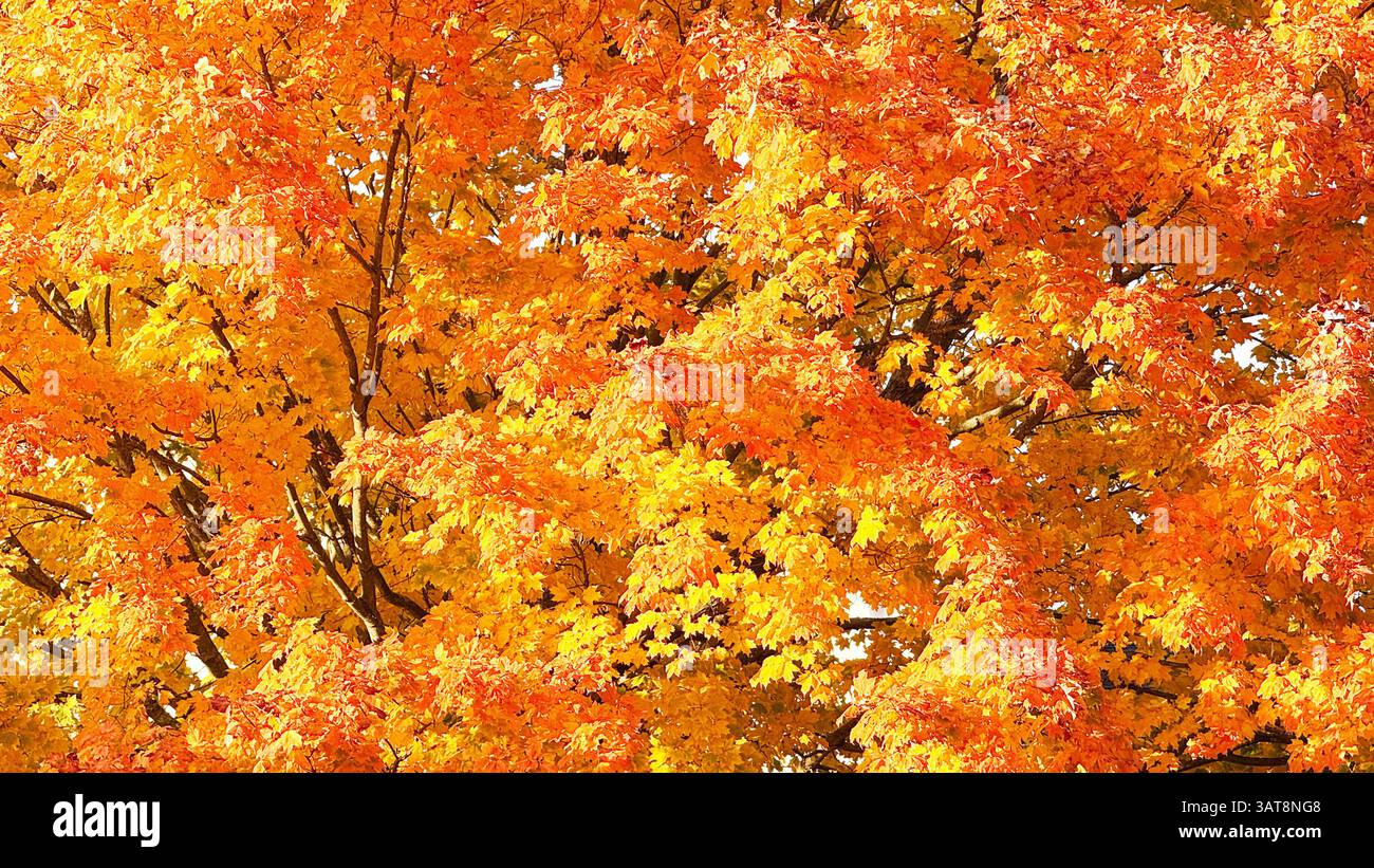 Acero in colori autunnali a Fairhaven, Massachusetts Foto Stock