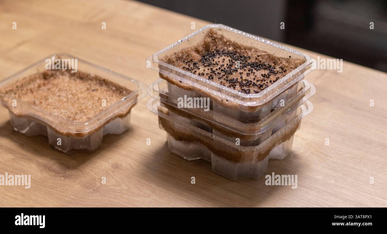 Contenitori in plastica impilati con semi di microverdi annaffiati su tappetini in iuta Foto Stock