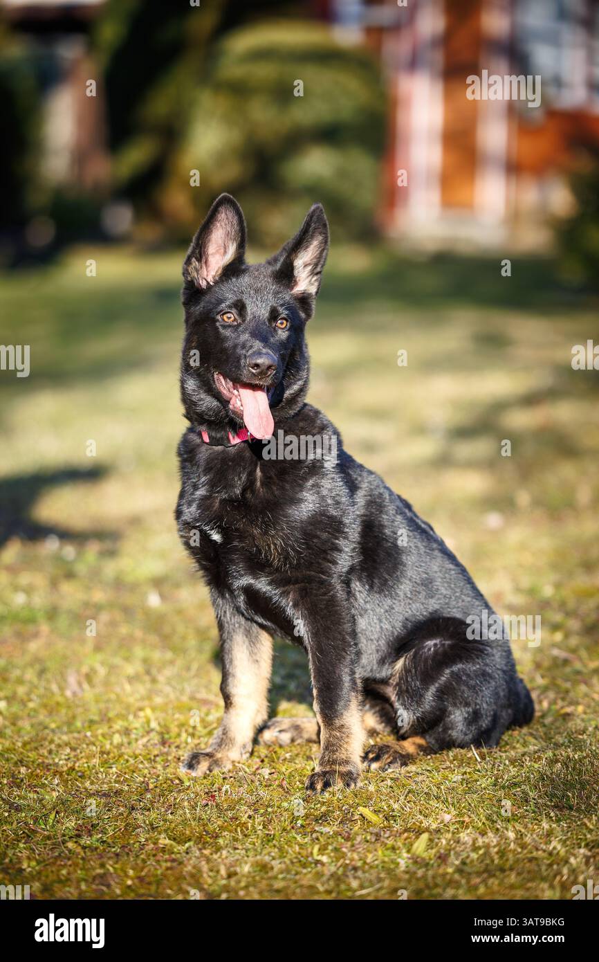 Cucciolo di pastore tedesco seduto nel cortile. Ritratto di un giovane cane Foto Stock