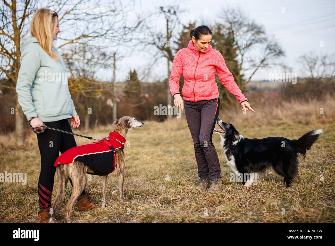 Gilet Anti-Morso Per Addestramento Cani – Giacca Professionale In Poliestere Con 6 Tasche – Taglia L – Per Uomini E Donne – Adatto Per Agility E Obedience - Foto 1