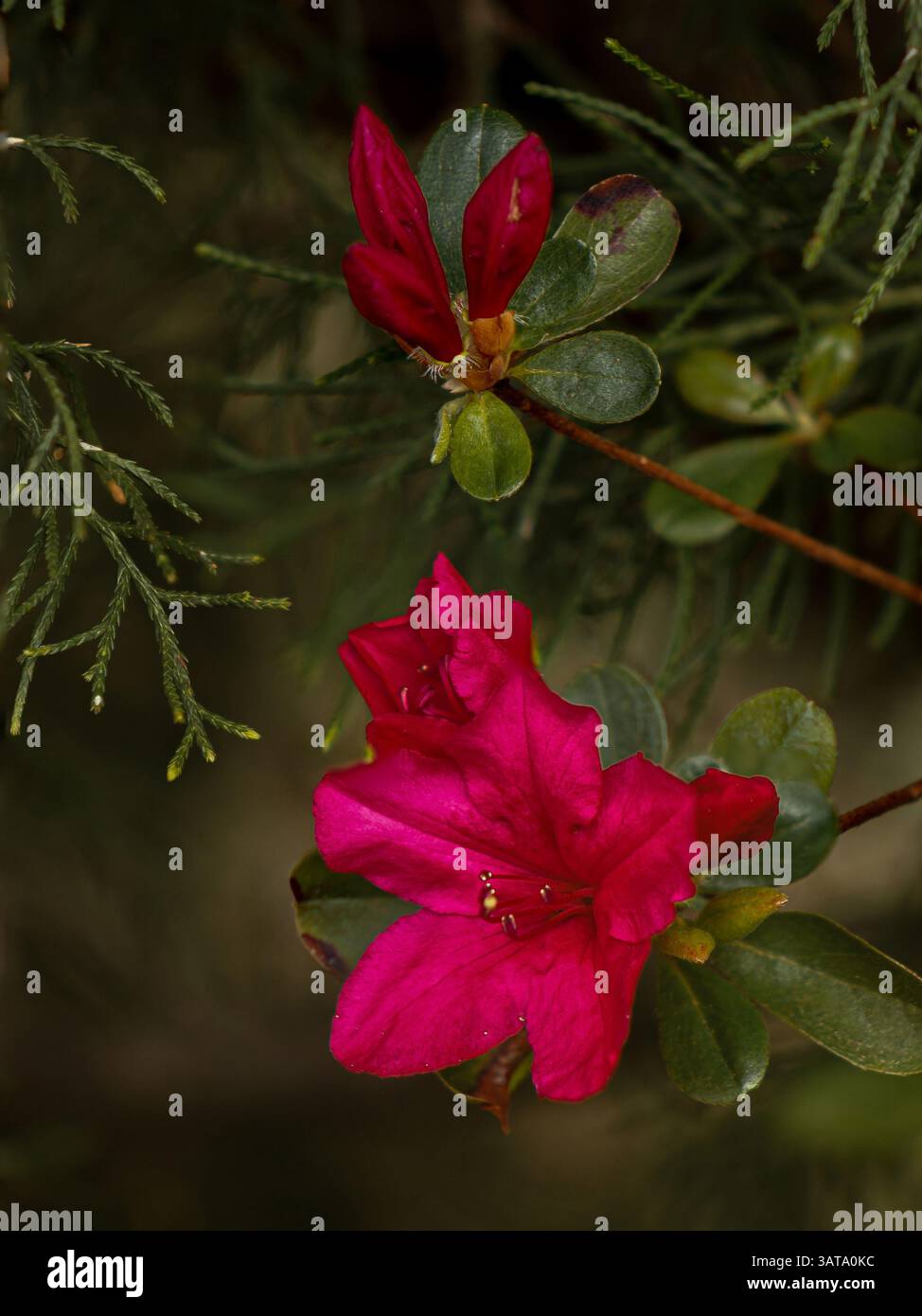 Splendide azalee rosse fioriscono circondate da fresche foglie verdi e da un morbido sfondo naturale. Evidenziando i colori vivaci della natura e le texture delicate Foto Stock