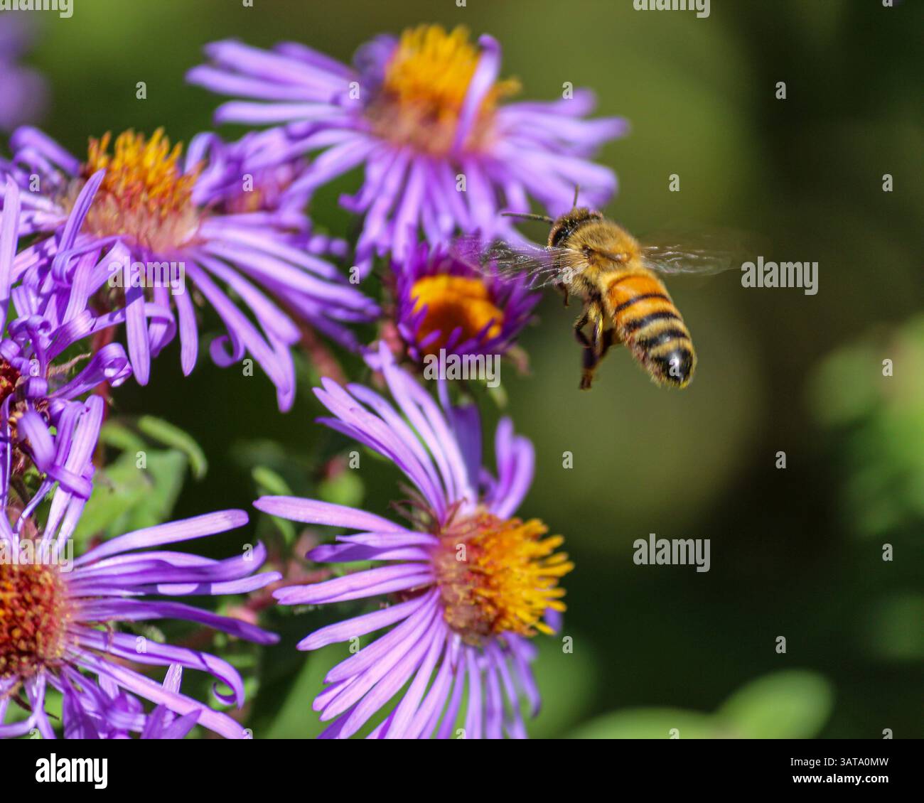 Un'ape di miele si avvicina ai fiori viola per raccogliere il nettare su uno sfondo verde sfocato, catturando l'interazione tra l'armonia e il sondaggio della natura Foto Stock