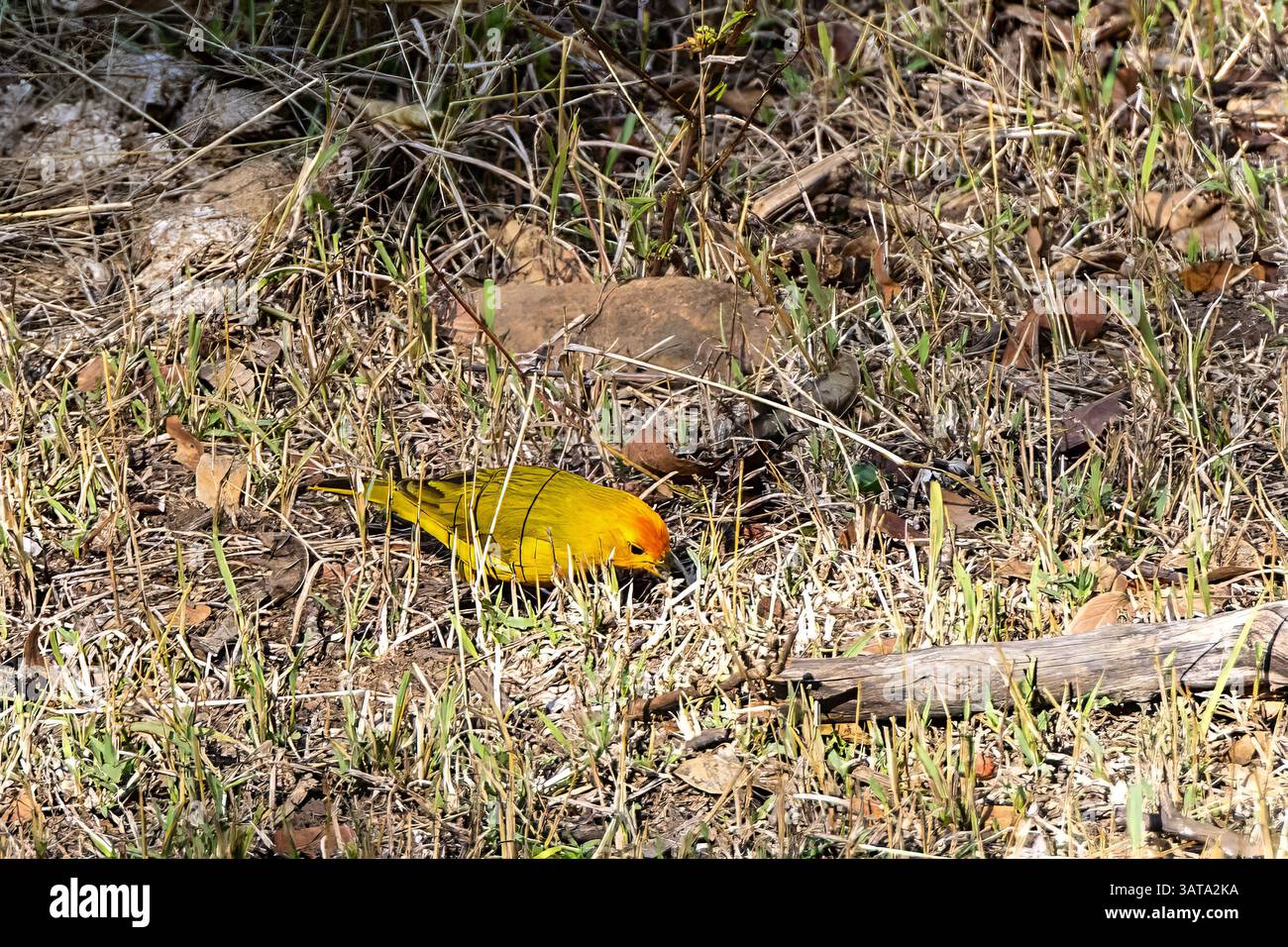 Zafferano giallo-finch appollaiato sul terreno Foto Stock