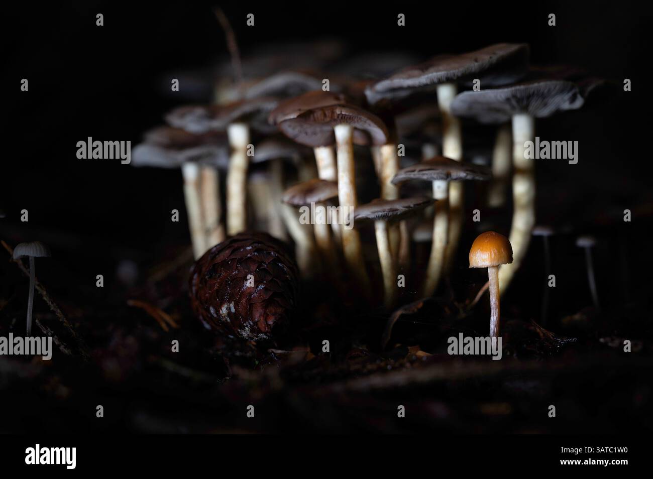 Il fungo Poison colomba Galerina marginata è velenoso e non commestibile, si staglia in gruppi su ceppi di legno o di alberi in putrefazione. Foto Stock