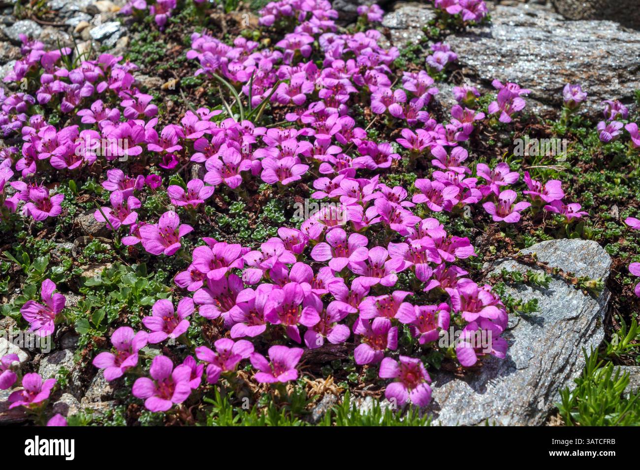 Saxifraga oppositifolia. Flora alpina nel gruppo Glockner. Alpi austriache. Europa. Foto Stock