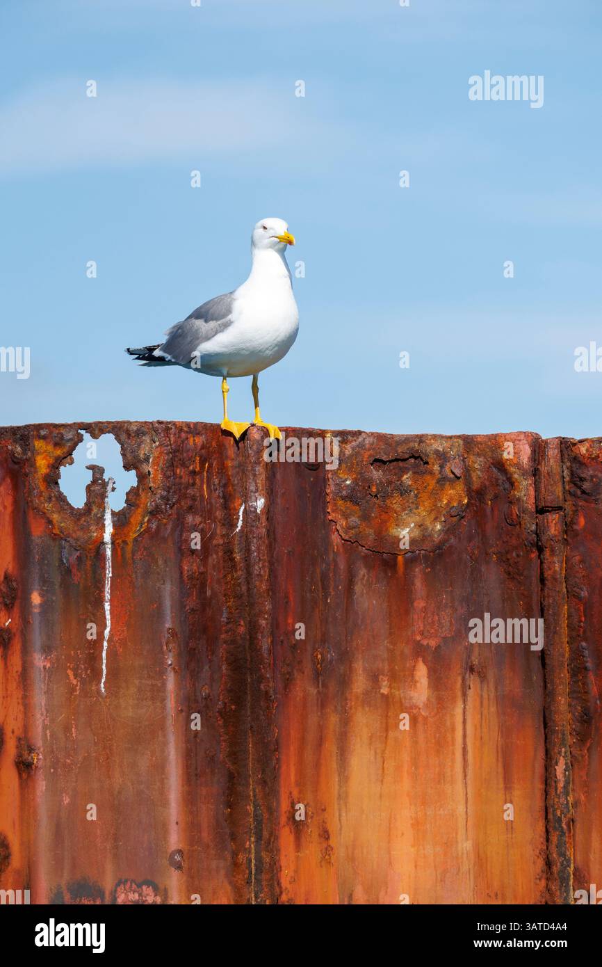 Un gabbiano arroccato su un frangiflutti in Portogallo Foto Stock