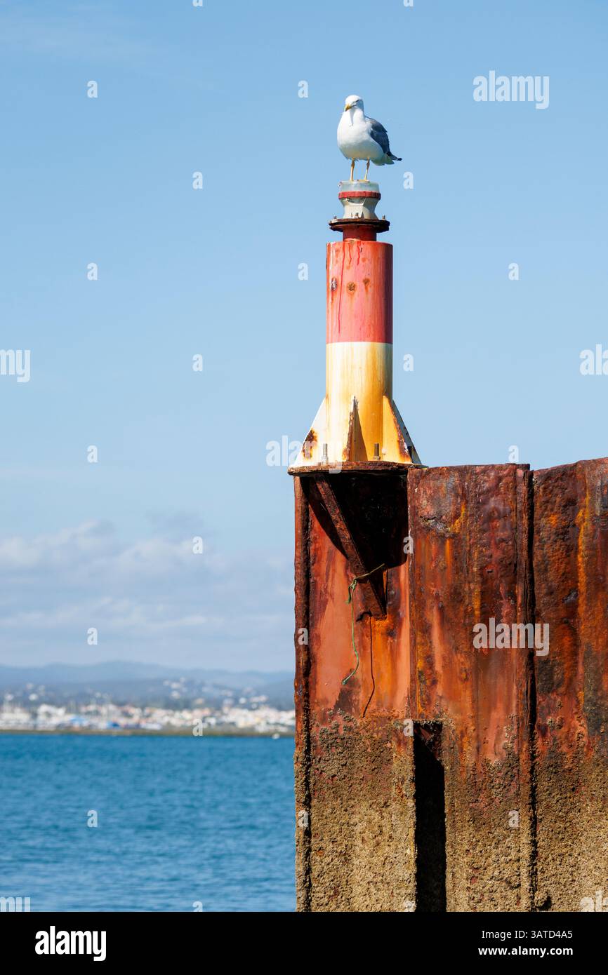Un gabbiano arroccato su un faro del porto sull'isola di Culatra in Portogallo Foto Stock