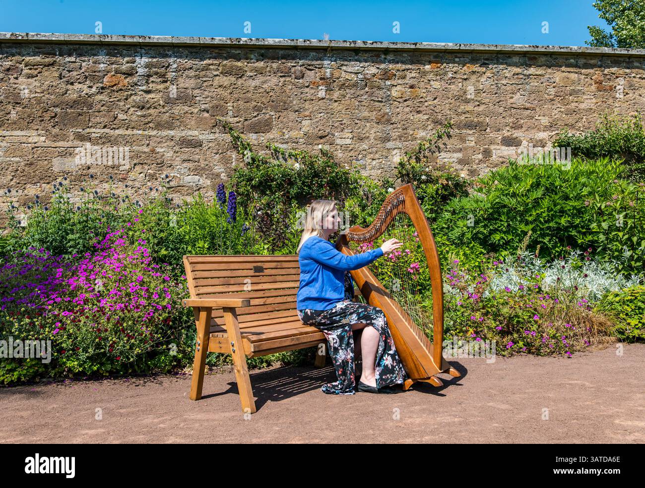 Ailie Robertson, arpista pluripremiata, che suona arpa celtica o clarsach, giardino recintato di Amisfield, East Lothian, Scozia, Regno Unito Foto Stock
