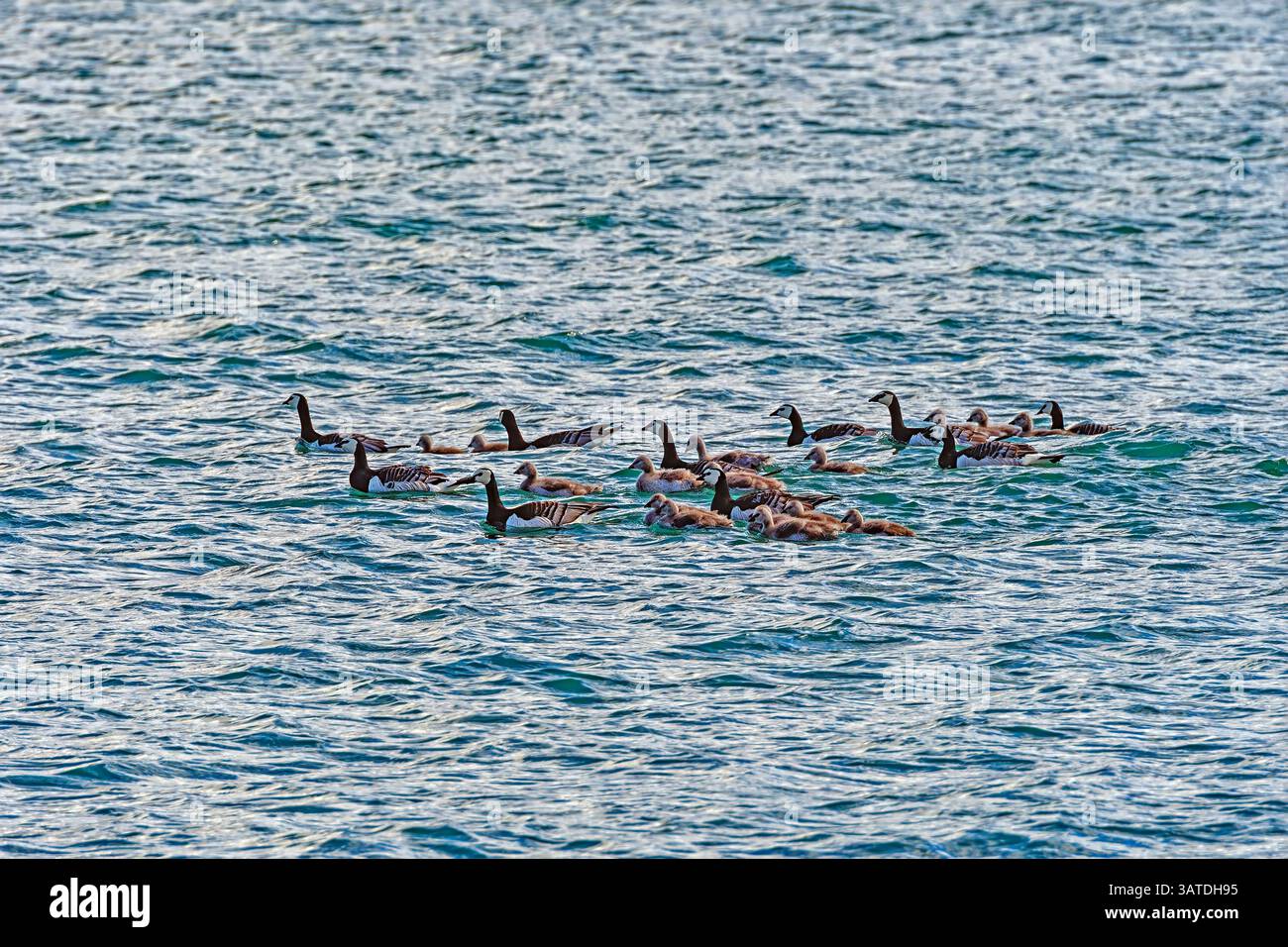 Un grande gregge di oche del Barnacle nell'Artico nelle Isole Svalbard Foto Stock