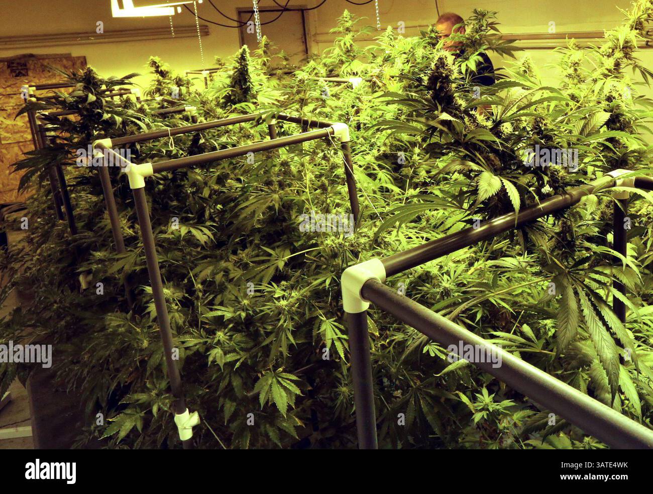 27 settembre 2013 - ON, Canada - Bill, (non il suo vero nome.) Mostra il prodotto della sua marijuana Grow-op nascosta in un'area non rivelata a Cambridge, Ont. Venerdì 27 settembre 2013. Dave Thomas/Toronto Sun/QMI Agency (immagine di credito: © Dave Thomas/QMI Agency/ZUMAPRESS.com) Foto Stock