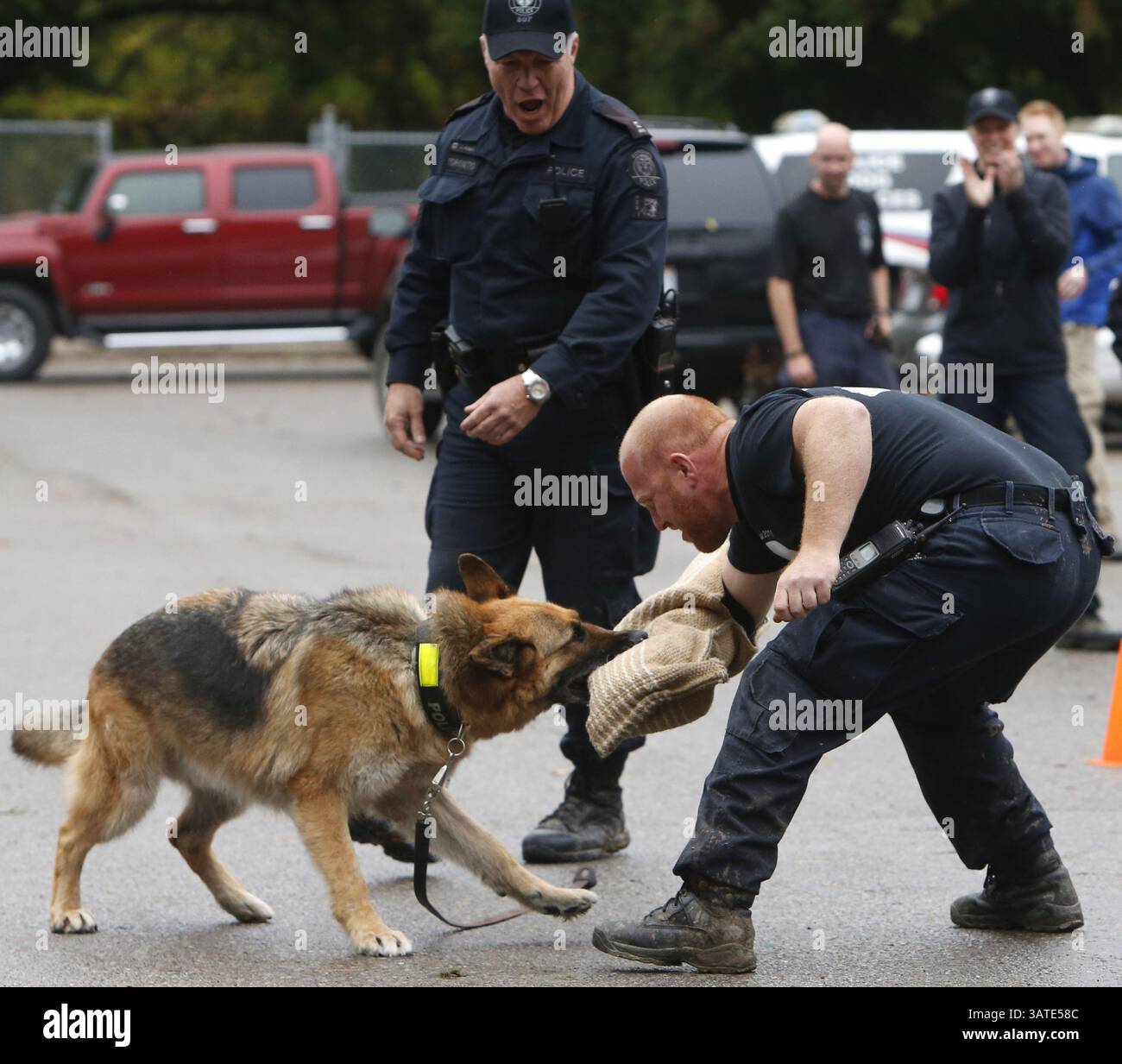 6 ottobre 2013 - ON, Canada - Sonik prende il controllo di P.C. John Massey, mentre il partner di Sonik P.C. James Adamson assiste all'Iron Dog Challenge domenica 6 ottobre 2013. Sonik, un cane della polizia che lavora, andrà in pensione dopo 8 anni di servizio il 10 ottobre 2013. Craig Robertson/Toronto Sun/QMI Agency (immagine di credito: © Craig Robertson/QMI Agency/ZUMAPRESS.com) Foto Stock