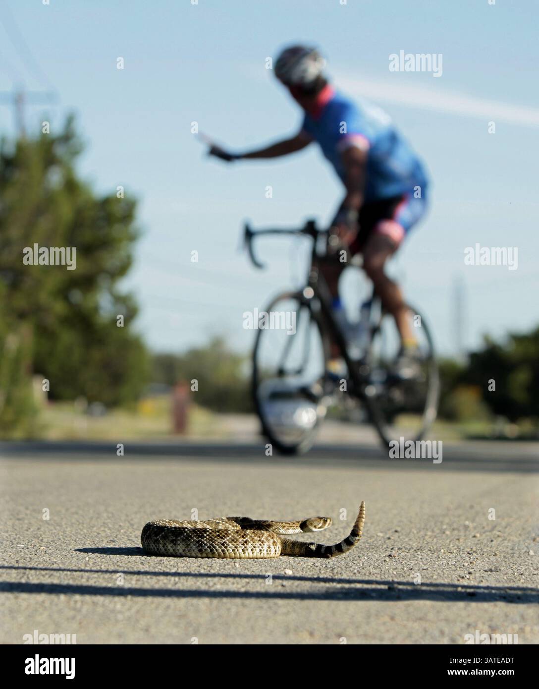 17 ottobre 2013 - Austin, Texas, Stati Uniti - Un ciclista si fa strada intorno a un Rattlesnake Western Diamondback ferito su General Williamson Rd La coda del serpente era stata investita, ma è riuscita a scivolare nella spazzola. (Immagine di credito: © Erich Schlegel/ZUMAPRESS.com) Foto Stock
