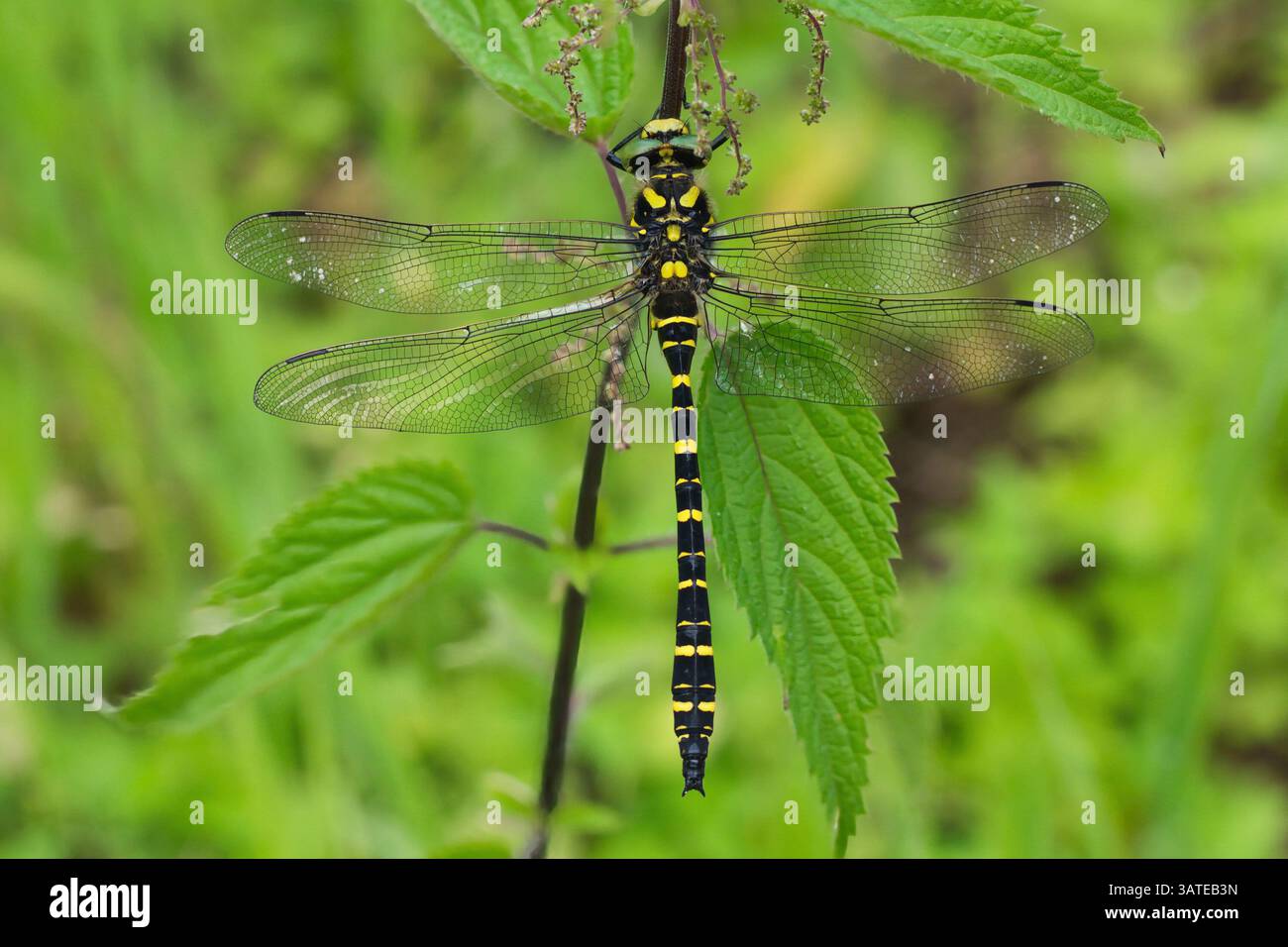 Orticoltura comune, Cordulegaster boltonii, specie di libellula Foto Stock