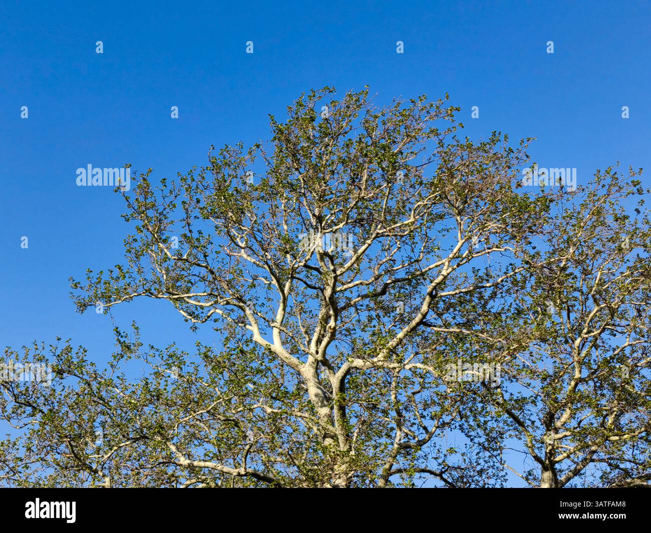 Rami primaverili sotto il cielo blu Foto Stock